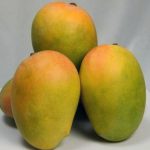 Kesari Mango