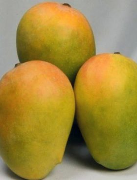 Kesari Mango