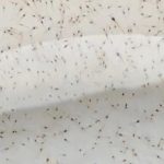 Vannamei Prawn Seed