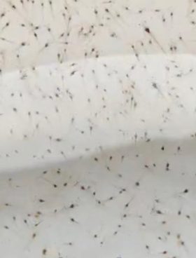Vannamei Prawn Seed