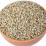 Pearl millet